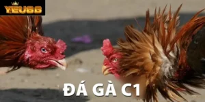 đá gà C1