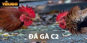 Đá gà C2