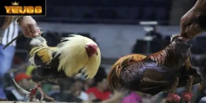 Đá gà C3