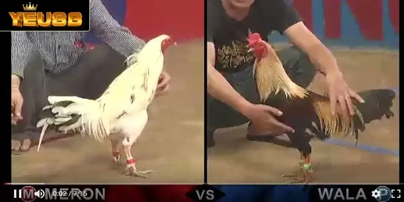Đá gà C4