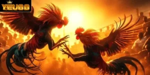 Khuyến mãi đá gà