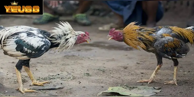 Kinh nghiệm nên bỏ túi khi tham gia vào đá gà C4